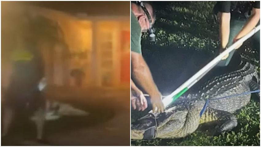 Hombre en Florida encuentra enorme caimán a la salida de su casa