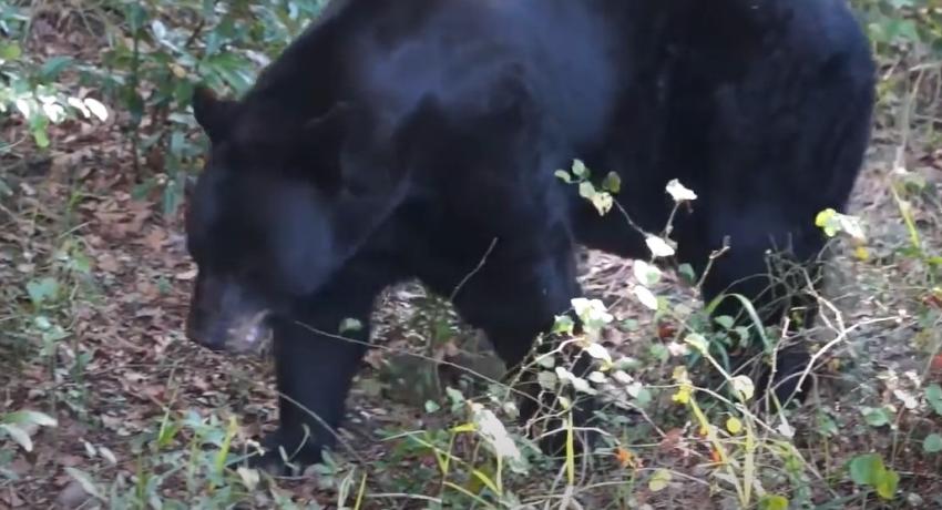 Preocupación en ciudad del Sur de la Florida por avistamiento de osos negros