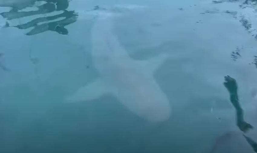 Adolescente recibe una mordida de un tiburón en la boca mientras pescaba en los Cayos de la Florida