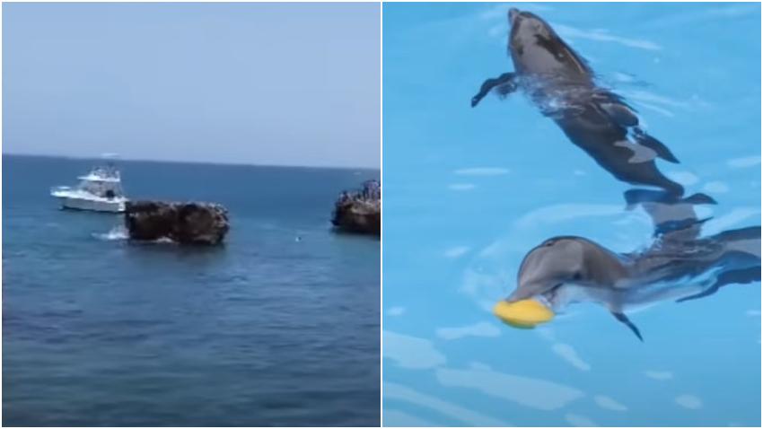 Delfines huyen de un acuario en Cuba, el hallazgo alborota las redes sociales: “Ni ellos soportan esto”