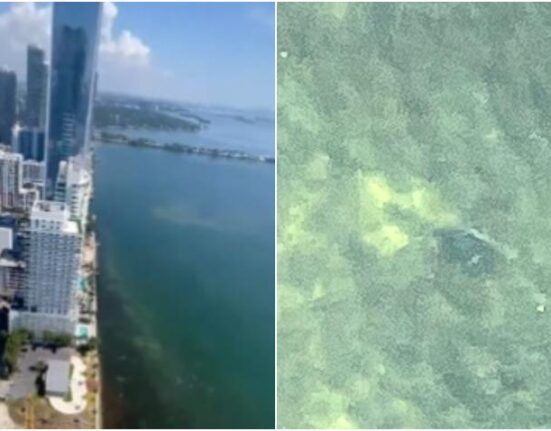 Captan desde un rascacielos en Miami tiburón muy cerca de la costa en la Bahía de Biscayne