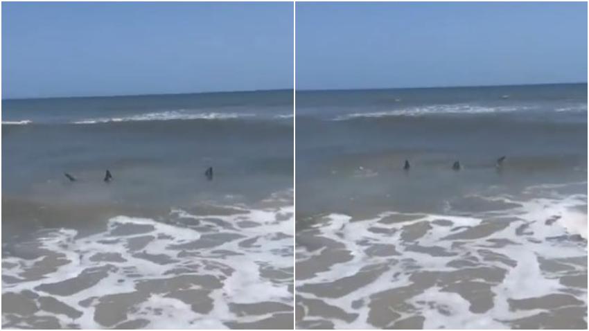 Pánico entre bañistas al ver dos tiburones rondado la orilla en una playa de Florida