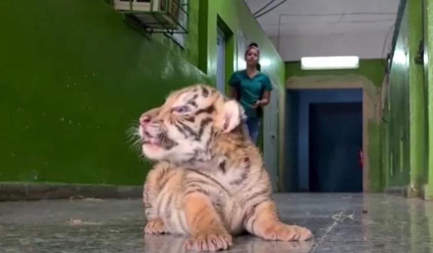 El Zoológico Nacional de Cuba recibe el nacimiento de un tigre de Bengala