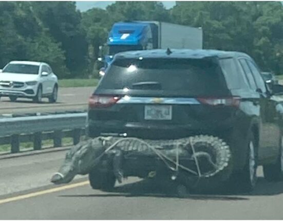 Se vuelve viral imagen de un inmenso caimán atado al parte trasera de un auto por la I-95 en Florida