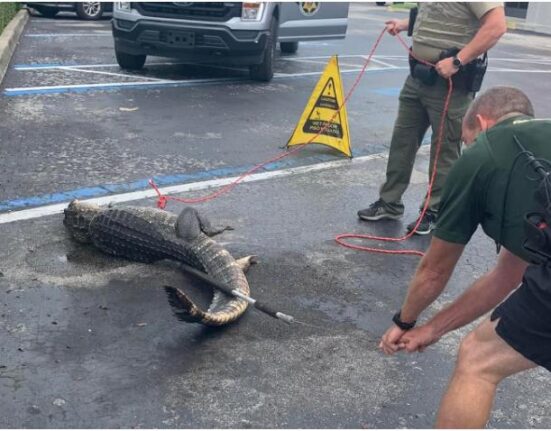 Atrapan enorme caimán en un parqueo de un restaurante Wendy's de Florida