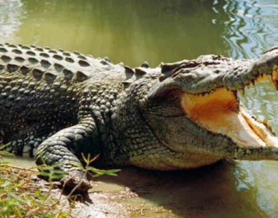 El cocodrilo cubano en peligro crítico, debido a la caza ilegal, la hibridación y el clima