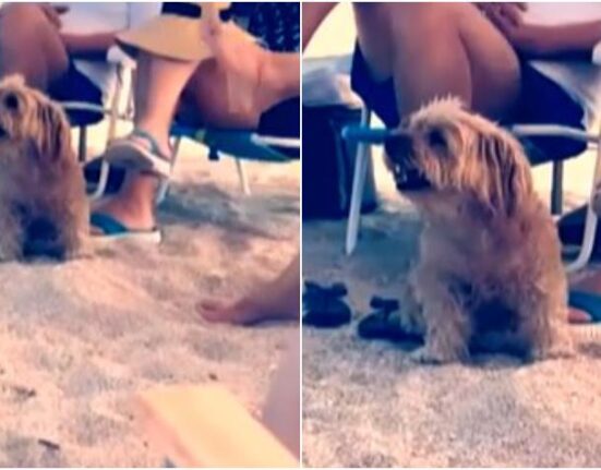 Ofrecen recompensa para que devuelvan un perro robado en una playa de Miami-Dade