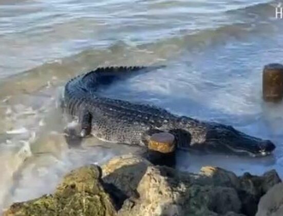 Enorme caimán sorprende a todos en la playa de Anna Maria Island en Florida