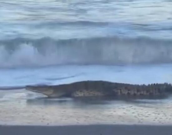 Captan cocodrilo a la orilla de una playa de Florida dándose un chapuzón en el mar