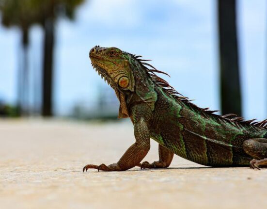 Alertan en Florida sobre la posible caída de iguanas de los árboles debido al frío intenso