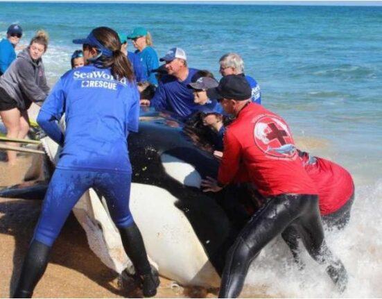 Enorme Orca queda varada en una playa de Florida