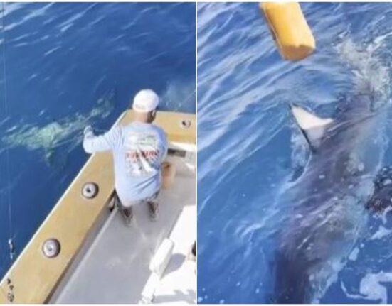 Niño de 12 años captura enorme tiburón blanco cerca de la costa del Sur de la Florida