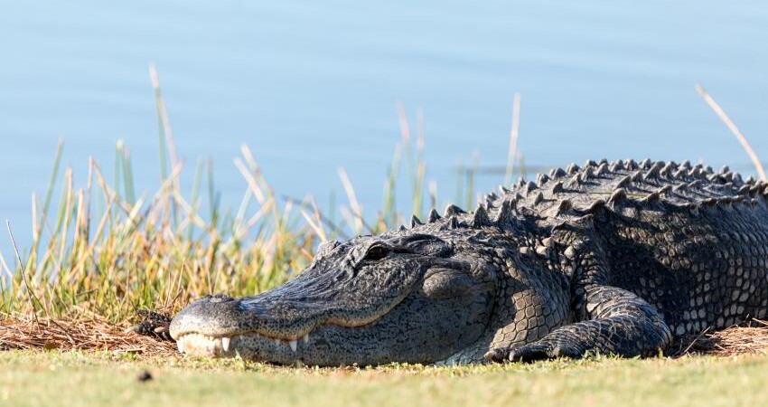 caiman-florida