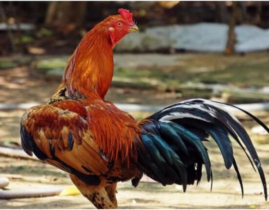 Desmantelan red de peleas de gallos en zona rural de Miami