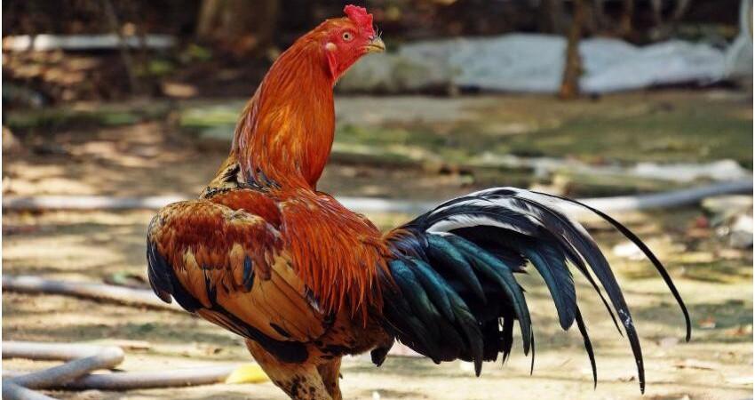 pelea-gallos-florida