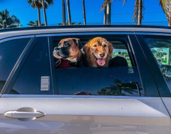 Propuesta de ley en Florida prohibiría llevar los perros con la cabeza por fuera de la ventana en los autos