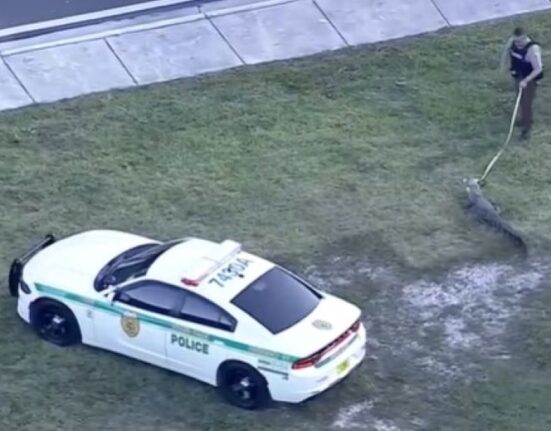 Policía de Miami-Dade atrapa a enorme caimán que deambulaba por la calle