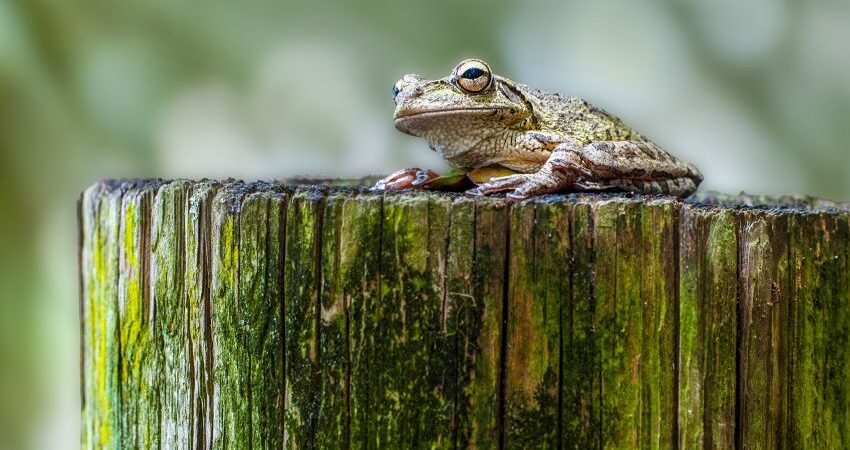 rana-cuba-invasora