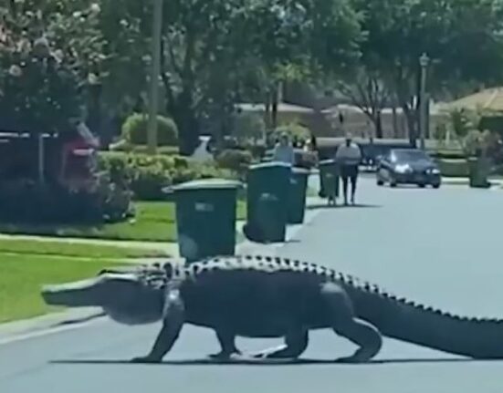 Enorme caimán se pasea por la calle en un barrio de Naples en Florida