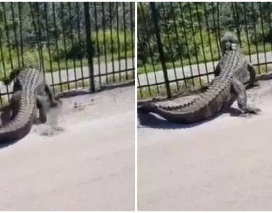 Graban el momento en que un cocodrilo escapa tras separar los barrotes de una reja de aluminio en Florida  