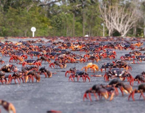 Vuelven los cangrejos rojos en temporada de primavera a invadir la carretera entre Trinidad y Cienfuegos en zona costera