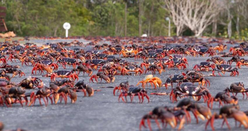 cangrejos-rojos-cuba