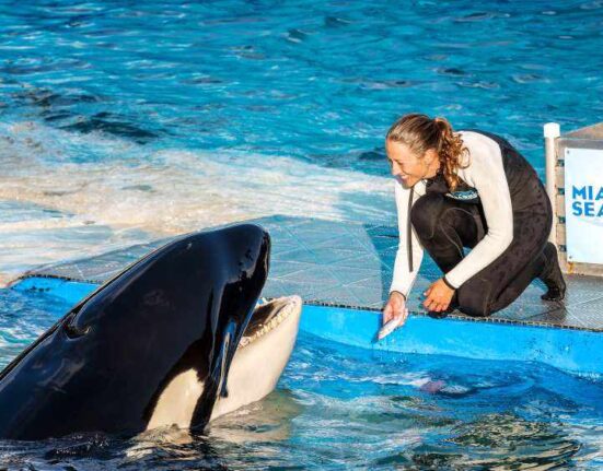 La orca Lolita será liberada en el mar según el Acuario de Miami