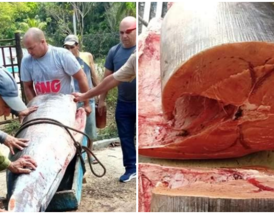 Matanzas: Pescadores cubanos capturan pez espada de 400 libras