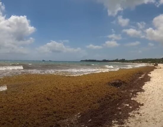 Alertan sobre una gran masa de sargazo en las playas cubanas dañina para la salud