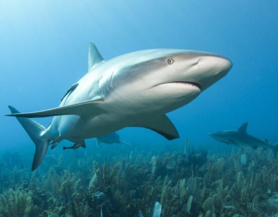 Sobrevive a ataque de tiburón un adolescente cubano en Artemisa