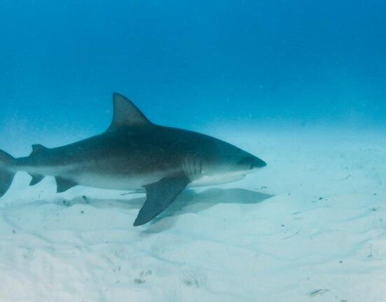 Surfista recibe una mordida de tiburón en los Cayos de la Florida