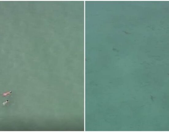 En cámara  varios tiburones cerca de los bañistas en Miami Beach
