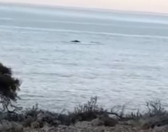 Cubanos avistan ballena y su cría cerca de la costa sur de Guantánamo