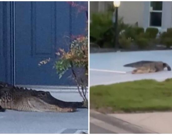 Enorme caimán se planta en la puerta de una casa en Florida