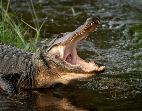 Encuentran cuerpo de niño desaparecido en Florida en la boca de un caimán