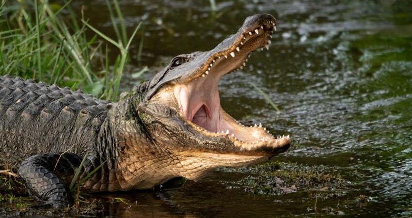 caiman-florida