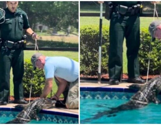 Caimán se cuela en la piscina de una casa en Florida y sorprende a los residentes