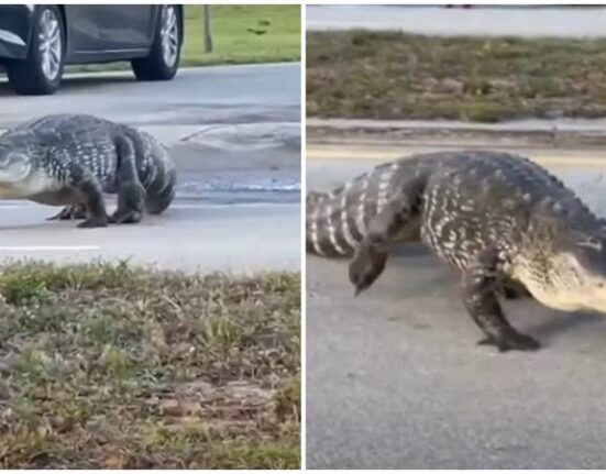 Enorme caimán para el tráfico en el Sur de la Florida