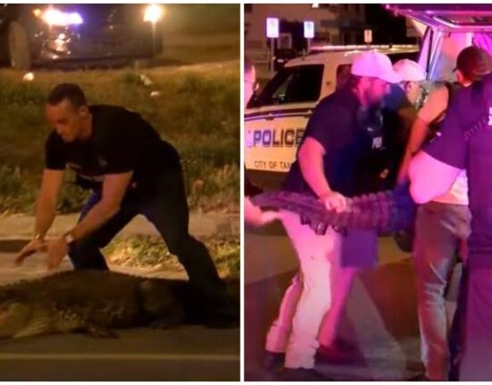 Policía en ciudad de Florida lucha para capturar un caimán que se paseaba por la calle