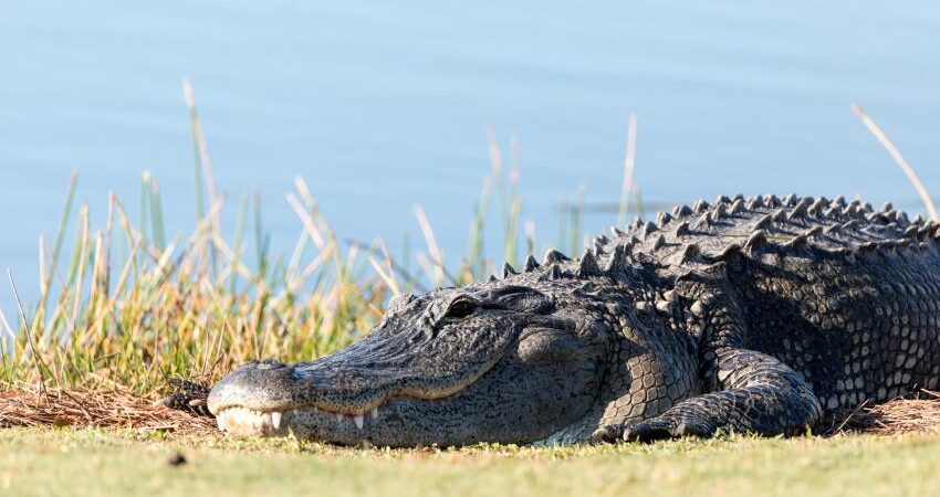 caiman-florida (1)