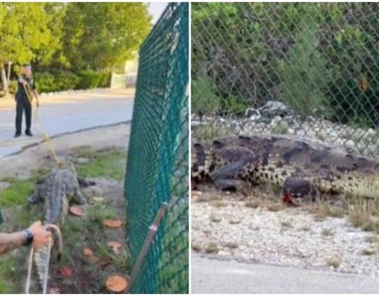 Atrapan cocodrilo que deambulaba por las calles en Islamorada en los Cayos de la Florida