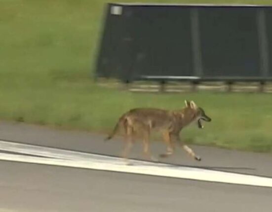 Coyote se pasea por aeropuerto en el Sur de la Florida