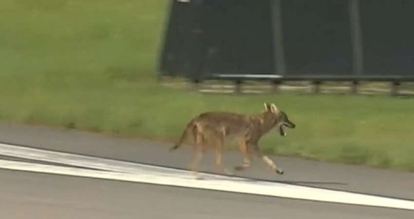 coyote-aeropuerto