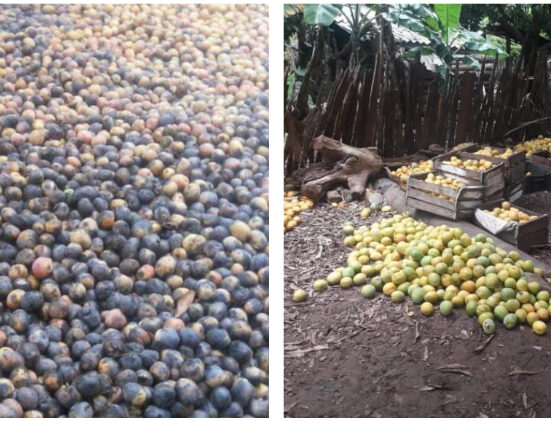 Así se pudren toneladas de mango en el campo cubano ante la indolencia del régimen