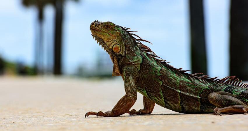 iguanas-florida-2