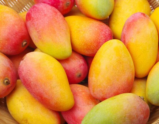 Cuba comenzará a exportar mango fresco hacia Rusia