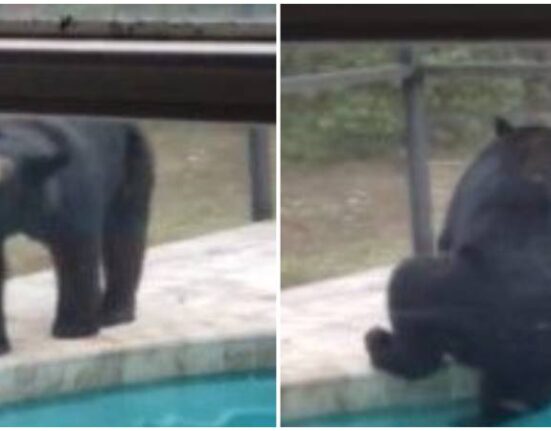 Dos osos se cuelan en la piscina de una familia en Florida