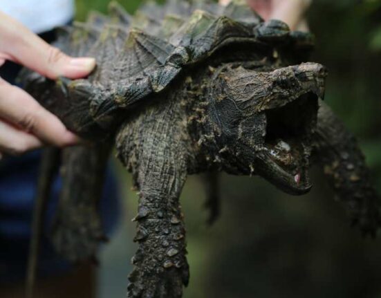 Descubren población de tortugas caimán en un río de Florida