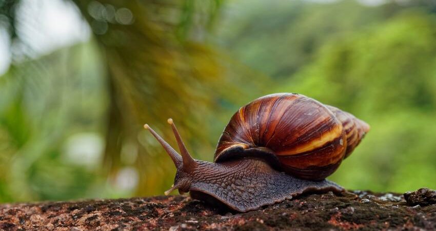 caracol-africano