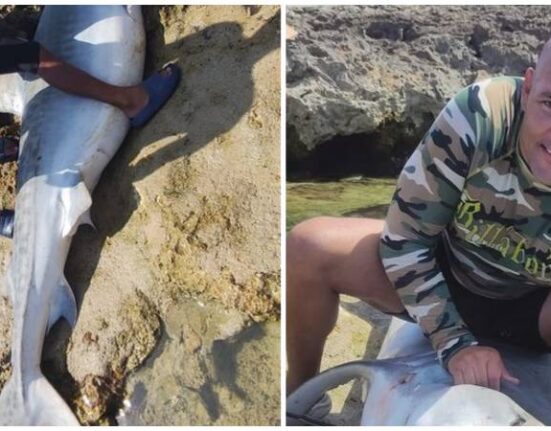 Cubanos capturan enorme tiburón en Santa Cruz del Norte